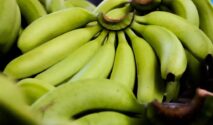 Petani Lumajang atur air saat musim kemarau