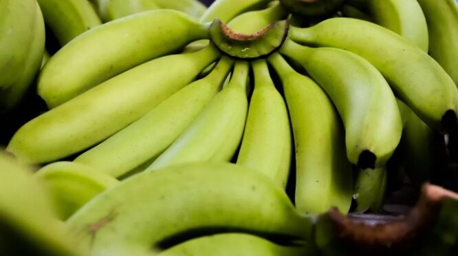 Petani Lumajang atur air saat musim kemarau