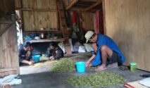 Sambil terus mewaspadai rentetan gempa susulan serta potensi aktivitas Gunung Anak Ranaka, warga terdampak bencana gempa NTT di Flores perlahan mulai kembali memanen hasil perkebunan demi memulihkan perekonomian keluarga.