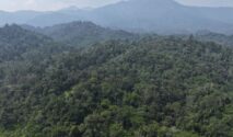 ilustrasi kawasan hutan tropis di Indonesia. (Foto: Humas Kemenhut)