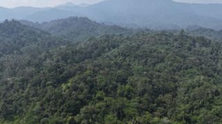 ilustrasi kawasan hutan tropis di Indonesia. (Foto: Humas Kemenhut)